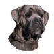 Autocollants Cane Corso