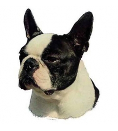 Autocollants Boston Terrier