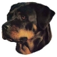 Autocollants Rottweiler