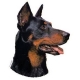 Autocollants Beauceron