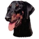 Autocollants Dobermann Oreilles tombantes