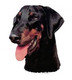 Autocollants Dobermann Oreilles tombantes