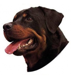 Autocollants Rottweiler