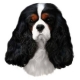 Autocollants Cavalier King Charles Tricolore