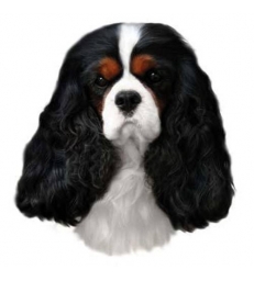 Autocollants Cavalier King Charles Tricolore