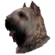 Autocollants Bouvier des Flandres gris