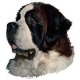 Autocollants Saint Bernard