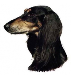 Autocollants Saluki