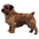 Autocollants Terrier de Norfolk