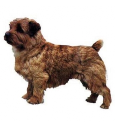 Autocollants Terrier de Norfolk