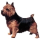 Autocollants Terrier de Norwich