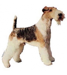 Autocollants Fox Terrier