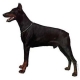 Autocollants Dobermann