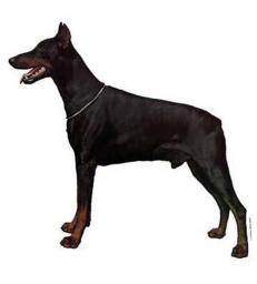 Autocollants Dobermann