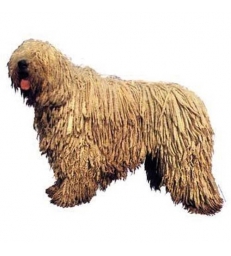 Autocollants Komondor