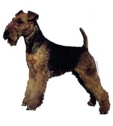 Autocollants Welsh Terrier