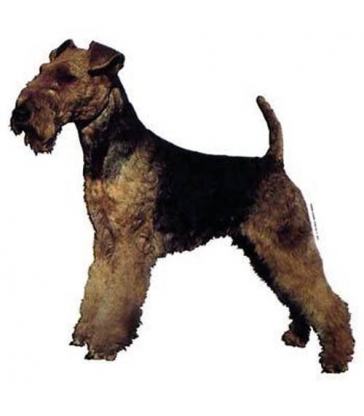 Autocollants Welsh Terrier