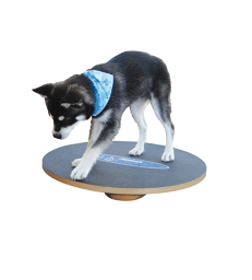 Disque à Bascule FitPAWS Proprioception . D : 50 cm