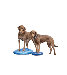 Disque d'équilibre FitPAWS . D : 56 cm - GM - Bleu