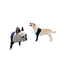 Manche antérieure double Pet Shirt pour chien .M - Lg : 26 cm - Tour de poitrail : 54 - 68 cm - Bleu