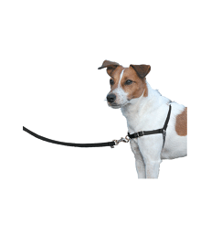 Harnais Easy Walk .L - Tour de poitrail : 66/91 cm - Noir