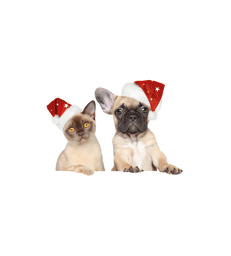 Accessoire Noël chien/chat : Bonnet de Noël .L - D : 14 cm - Rouge / Blanc