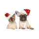 Accessoire Noël chien/chat : Bonnet de Noël