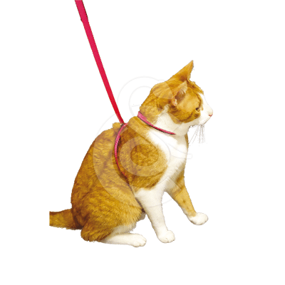 Harnais Chat Pop