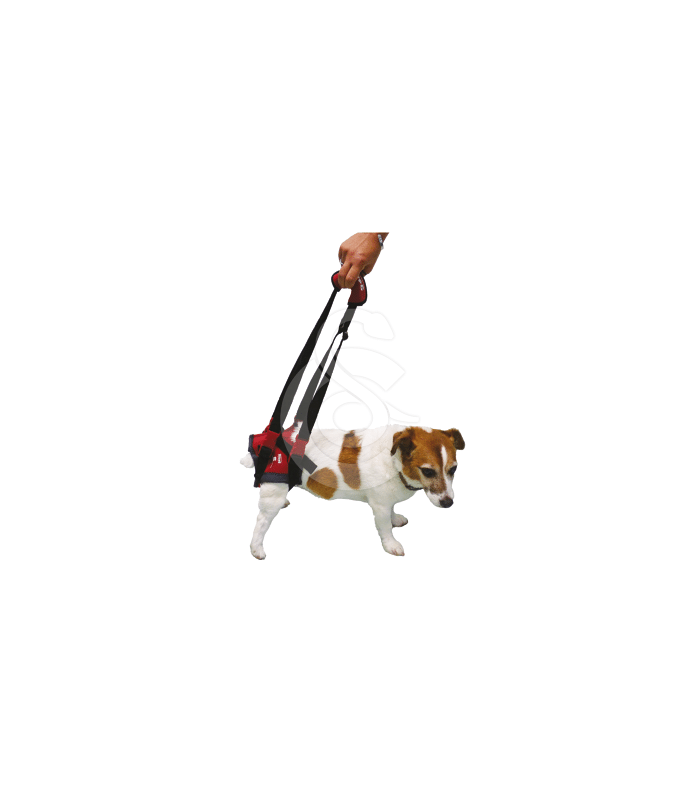 Harnais Handy Canis Pour Chien Paralyse Du Train Arriere Harnais Handy Canis Pour Chien Paralyse Du Train Arriere