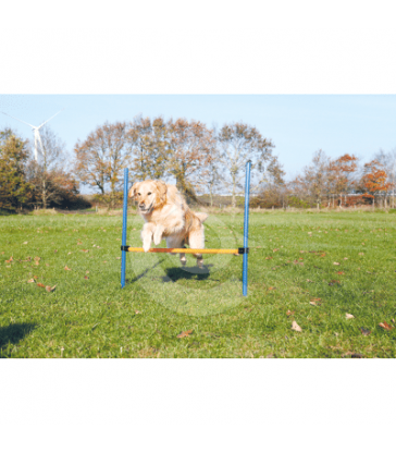 Agility : Obstacle Dog Activity