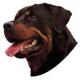 Autocollants Rottweiler